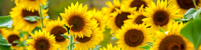 Sunflower, Sunflowers, Helianthus